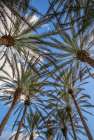 Spain-Canary Islands-Gran Canaria Island-Maspalomas-palm tree canopy Art Print